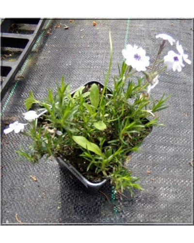 Флокс шилоподібний Баварія | Phlox subulata Bavaria | Флокс шиловидный Бавария