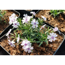 Флокс шилоподібний Баварія | Phlox subulata Bavaria | Флокс шиловидный Бавария