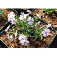 Флокс шилоподібний Баварія | Phlox subulata Bavaria | Флокс шиловидный Бавария