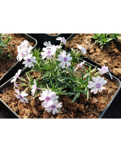 Флокс шилоподібний Баварія | Phlox subulata Bavaria | Флокс шиловидный Бавария