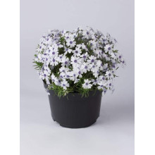 Флокс шилоподібний Баварія | Phlox subulata Bavaria | Флокс шиловидный Бавария