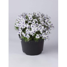 Флокс шилоподібний Баварія | Phlox subulata Bavaria | Флокс шиловидный Бавария