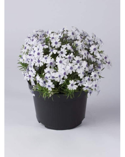 Флокс шилоподібний Баварія | Phlox subulata Bavaria | Флокс шиловидный Бавария