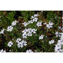 Флокс шилоподібний Баварія | Phlox subulata Bavaria | Флокс шиловидный Бавария