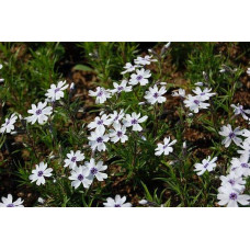 Флокс шилоподібний Баварія | Phlox subulata Bavaria | Флокс шиловидный Бавария