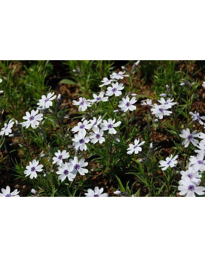 Флокс шилоподібний Баварія | Phlox subulata Bavaria | Флокс шиловидный Бавария