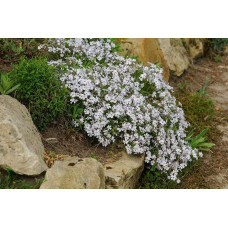 Флокс шилоподібний Баварія | Phlox subulata Bavaria | Флокс шиловидный Бавария
