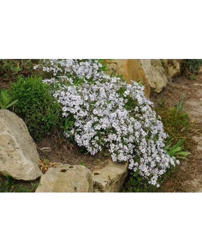 Флокс шилоподібний Баварія | Phlox subulata Bavaria | Флокс шиловидный Бавария