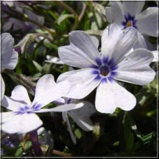 Флокс шилоподібний Баварія | Phlox subulata Bavaria | Флокс шиловидный Бавария