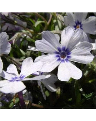 Флокс шилоподібний Баварія | Phlox subulata Bavaria | Флокс шиловидный Бавария