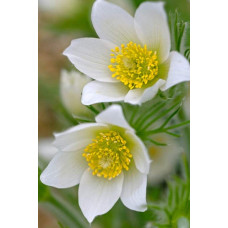 Простріл звичайний / Сон-трава Альба | Pulsatilla vulgaris Аlba | Прострел обыкновенный / Сон-трава Альба