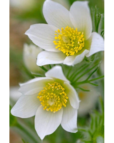 Простріл звичайний / Сон-трава Альба | Pulsatilla vulgaris Аlba | Прострел обыкновенный / Сон-трава Альба