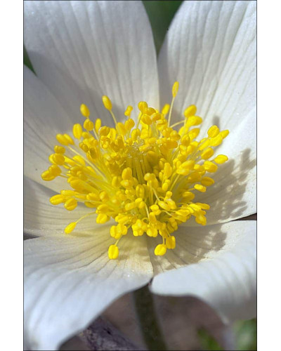 Простріл звичайний / Сон-трава Альба | Pulsatilla vulgaris Аlba | Прострел обыкновенный / Сон-трава Альба