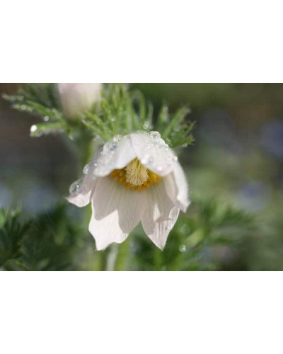 Простріл звичайний / Сон-трава Альба | Pulsatilla vulgaris Аlba | Прострел обыкновенный / Сон-трава Альба