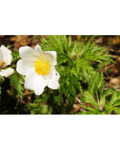 Простріл звичайний / Сон-трава Альба | Pulsatilla vulgaris Аlba | Прострел обыкновенный / Сон-трава Альба