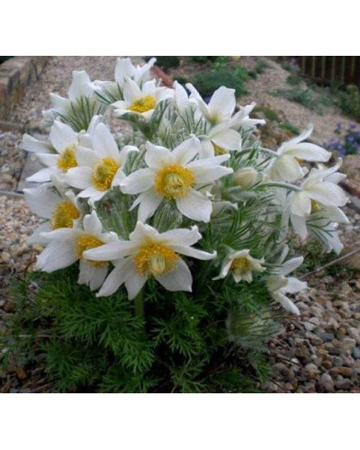Простріл звичайний / Сон-трава Альба | Pulsatilla vulgaris Аlba | Прострел обыкновенный / Сон-трава Альба