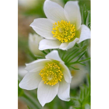 Простріл звичайний / Сон-трава Альба | Pulsatilla vulgaris Аlba | Прострел обыкновенный / Сон-трава Альба