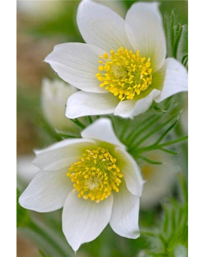 Простріл звичайний / Сон-трава Альба | Pulsatilla vulgaris Аlba | Прострел обыкновенный / Сон-трава Альба