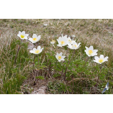 Простріл звичайний / Сон-трава Альба | Pulsatilla vulgaris Аlba | Прострел обыкновенный / Сон-трава Альба