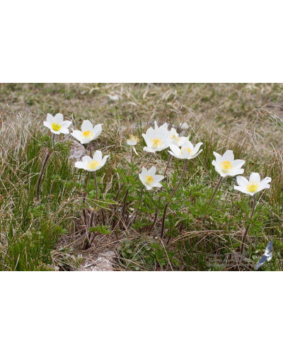 Простріл звичайний / Сон-трава Альба | Pulsatilla vulgaris Аlba | Прострел обыкновенный / Сон-трава Альба