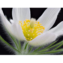 Простріл звичайний / Сон-трава Альба | Pulsatilla vulgaris Аlba | Прострел обыкновенный / Сон-трава Альба