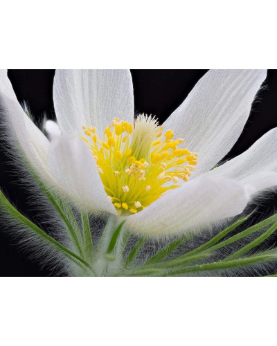 Простріл звичайний / Сон-трава Альба | Pulsatilla vulgaris Аlba | Прострел обыкновенный / Сон-трава Альба