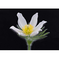 Простріл звичайний / Сон-трава Альба | Pulsatilla vulgaris Аlba | Прострел обыкновенный / Сон-трава Альба