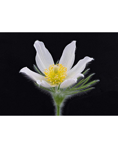 Простріл звичайний / Сон-трава Альба | Pulsatilla vulgaris Аlba | Прострел обыкновенный / Сон-трава Альба