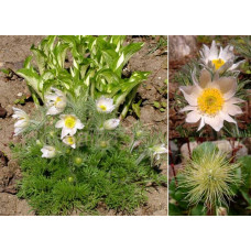 Простріл звичайний / Сон-трава Альба | Pulsatilla vulgaris Аlba | Прострел обыкновенный / Сон-трава Альба