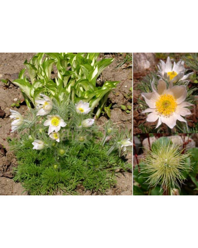 Простріл звичайний / Сон-трава Альба | Pulsatilla vulgaris Аlba | Прострел обыкновенный / Сон-трава Альба