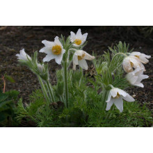 Простріл звичайний / Сон-трава Альба | Pulsatilla vulgaris Аlba | Прострел обыкновенный / Сон-трава Альба