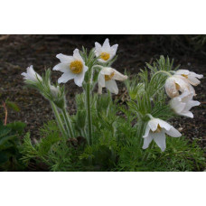 Простріл звичайний / Сон-трава Альба | Pulsatilla vulgaris Аlba | Прострел обыкновенный / Сон-трава Альба