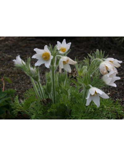 Простріл звичайний / Сон-трава Альба | Pulsatilla vulgaris Аlba | Прострел обыкновенный / Сон-трава Альба