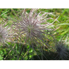 Простріл звичайний / Сон-трава Альба | Pulsatilla vulgaris Аlba | Прострел обыкновенный / Сон-трава Альба