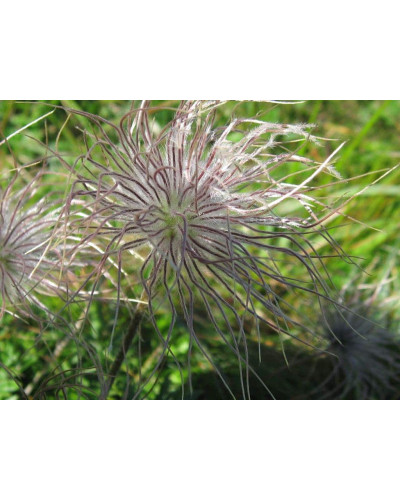 Простріл звичайний / Сон-трава Альба | Pulsatilla vulgaris Аlba | Прострел обыкновенный / Сон-трава Альба