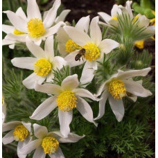 Простріл звичайний / Сон-трава Альба | Pulsatilla vulgaris Аlba | Прострел обыкновенный / Сон-трава Альба