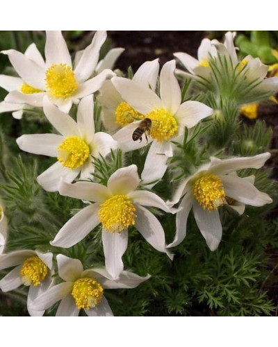 Простріл звичайний / Сон-трава Альба | Pulsatilla vulgaris Аlba | Прострел обыкновенный / Сон-трава Альба