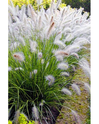 Пеннісетум лисохвостий | Pennisetum alopecuroides | Пеннисетум лисохвостый