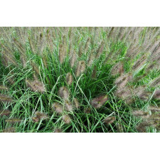 Пеннісетум лисохвостий | Pennisetum alopecuroides | Пеннисетум лисохвостый