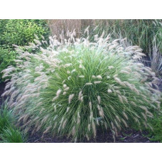 Пеннісетум лисохвостий | Pennisetum alopecuroides | Пеннисетум лисохвостый