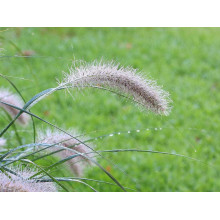 Пеннісетум лисохвостий | Pennisetum alopecuroides | Пеннисетум лисохвостый