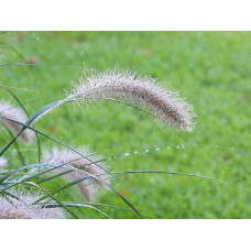 Пеннісетум лисохвостий | Pennisetum alopecuroides | Пеннисетум лисохвостый