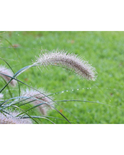 Пеннісетум лисохвостий | Pennisetum alopecuroides | Пеннисетум лисохвостый
