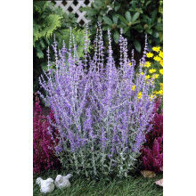 Перовскія лебедолиста | Перовския лебедолистная | Perovskia atriplicifolia