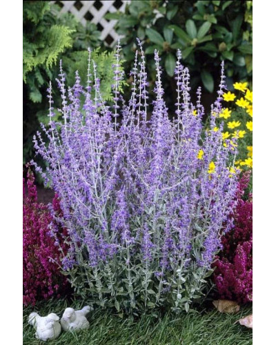 Перовскія лебедолиста | Перовския лебедолистная | Perovskia atriplicifolia