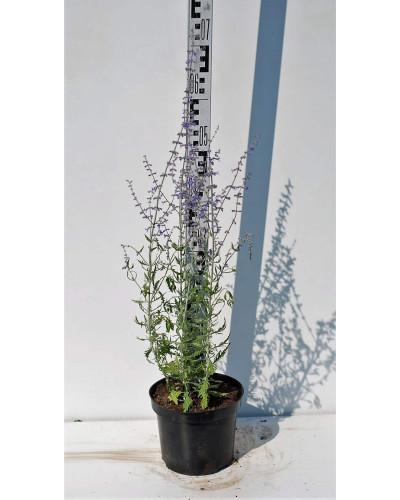 Перовскія лебедолиста | Перовския лебедолистная | Perovskia atriplicifolia