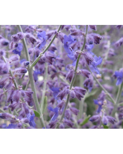 Перовскія лебедолиста | Перовския лебедолистная | Perovskia atriplicifolia