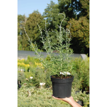 Перовскія лебедолиста | Перовския лебедолистная | Perovskia atriplicifolia