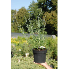Перовскія лебедолиста | Перовския лебедолистная | Perovskia atriplicifolia