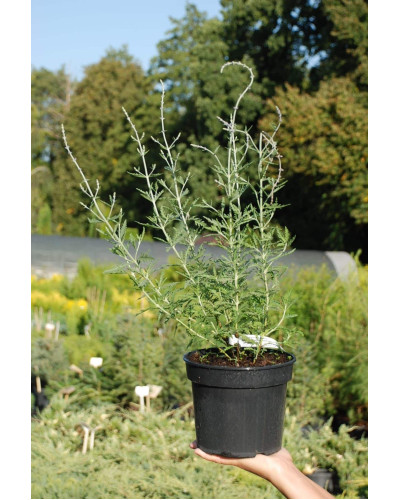 Перовскія лебедолиста | Перовския лебедолистная | Perovskia atriplicifolia